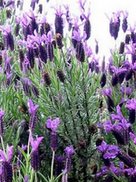 lavender-bush