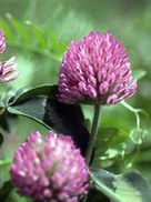 Red_clover